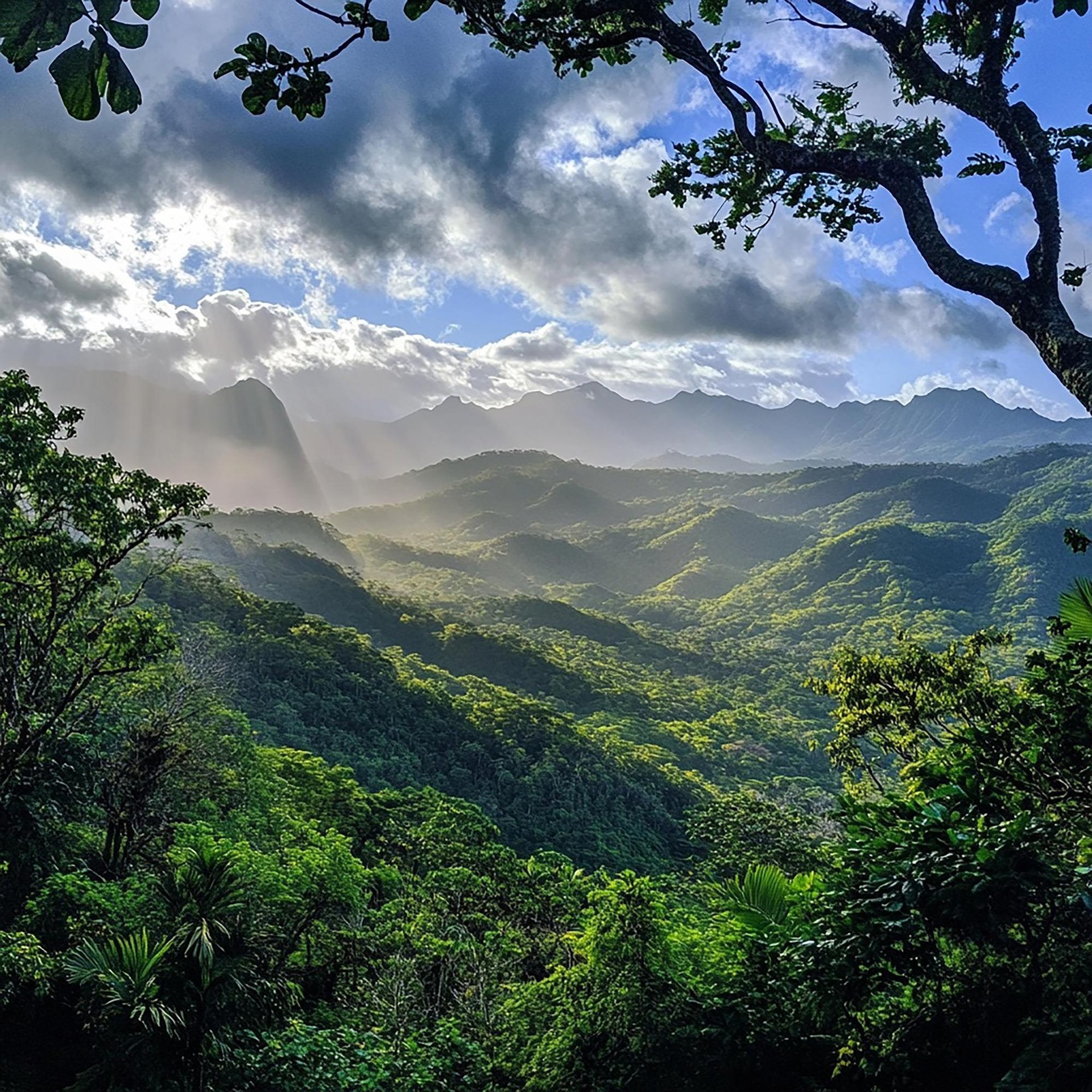 Coorg green hills and forest