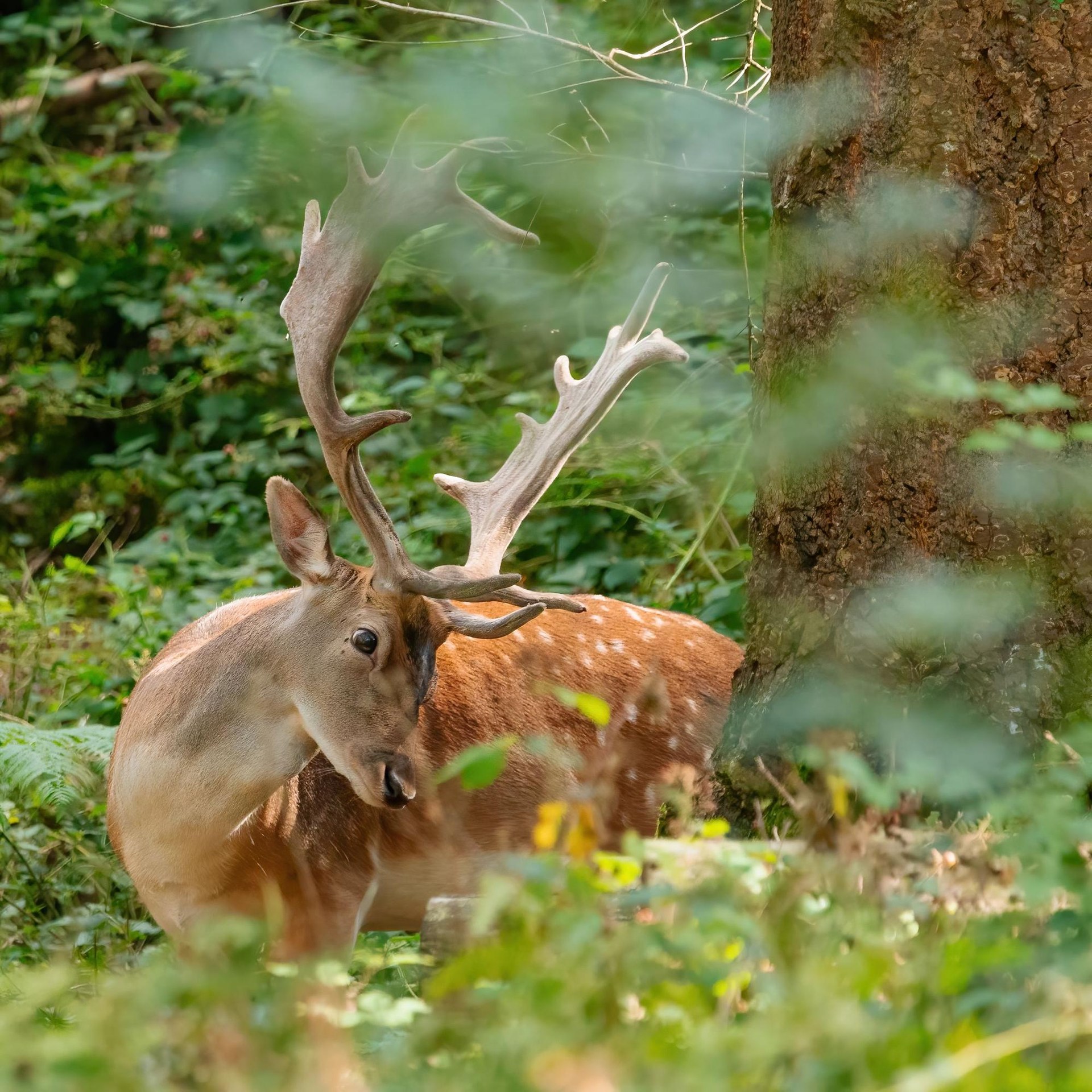 Wildlife experience